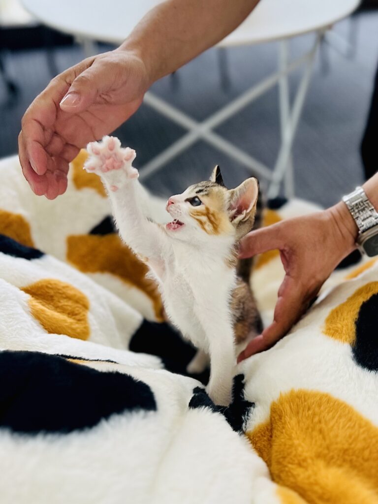 三毛猫クッションの上で同化する三毛猫のてまりちゃん